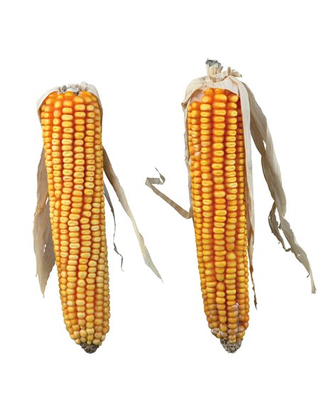 Stiuleti De Porumb, Pentru Rozatoare, 2 buc./250 g, 60288	