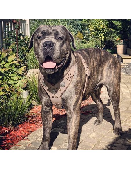 Ham Aztec, Piele Naturala, Maro, pentru Amstaff, St. Bernard, Cane Corso etc.