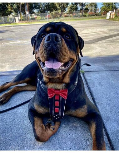 Ham Bowtie-Papion, Piele Naturala, L, Negru/Rosu