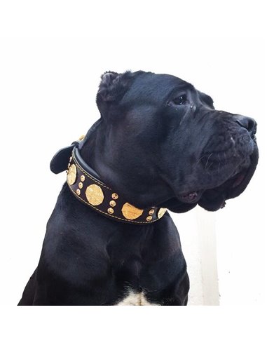 Zgarda Maximus, Piele Naturala, Negru/Auriu, pentru Amstaff, Labrador, Doberman etc