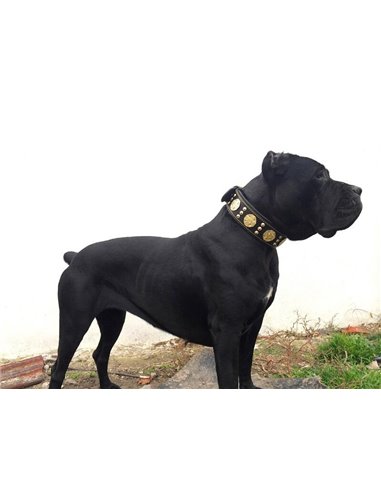 Zgarda Maximus, Piele Naturala, Negru/Auriu, pentru Amstaff, Labrador, Doberman etc