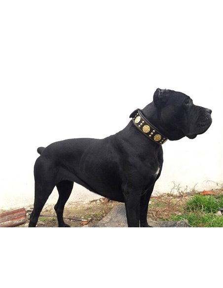 Zgarda Maximus, Piele Naturala, Negru/Auriu, pentru Amstaff, Labrador, Doberman etc