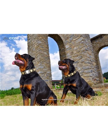 Zgarda Maximus, Piele Naturala, Negru/Auriu, pentru Amstaff, Labrador, Doberman etc