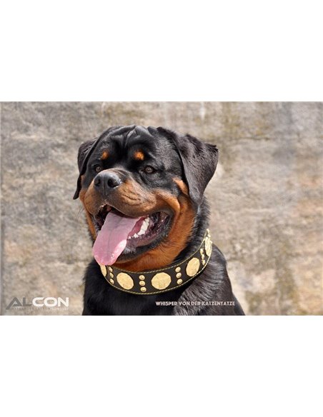 Zgarda Maximus, Piele Naturala, Negru/Auriu, pentru Amstaff, Labrador, Doberman etc