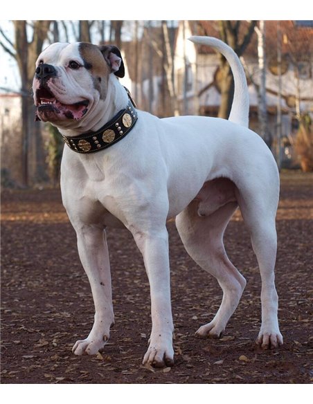 Zgarda Maximus, Piele Naturala, Negru/Auriu, pentru Amstaff, Labrador, Doberman etc
