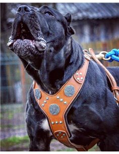 Ham Maximus, Piele Naturala, Maro/Argintiu 2