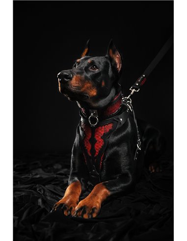 Zgarda Red Dragon, Piele Naturala, Negru, pentru Cane Corso, Amstaff, Doberman etc