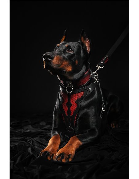 Zgarda Red Dragon, Piele Naturala, Negru, pentru Cane Corso, Amstaff, Doberman etc