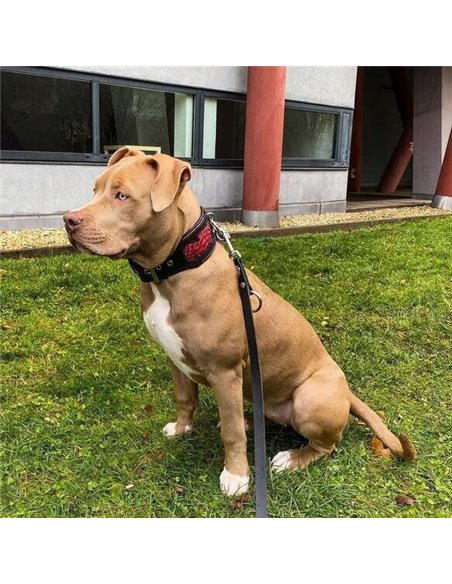 Zgarda Red Dragon, Piele Naturala, Negru, pentru Cane Corso, Amstaff, Doberman etc