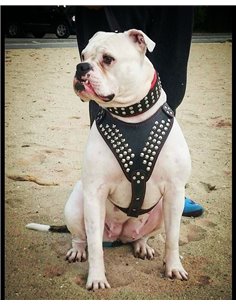 Ham Star, Piele Naturala, M, Rosu/Negru 2