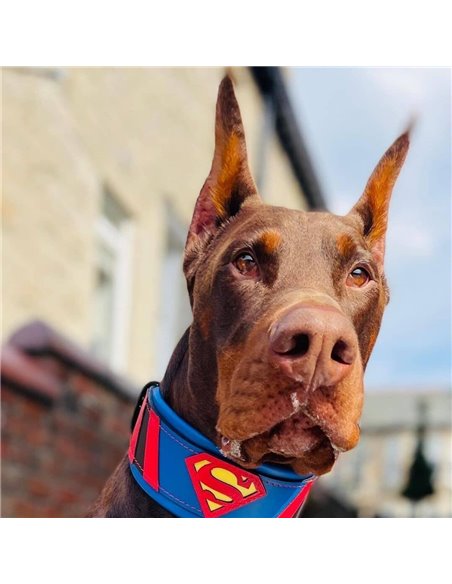 Zgarda Superman, Piele Naturala, M/L/XL, pentru Cane Corso, Labrador, Amstaff etc