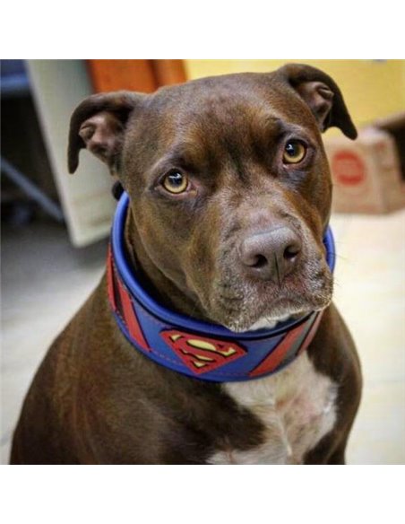 Zgarda Superman, Piele Naturala, M/L/XL, pentru Cane Corso, Labrador, Amstaff etc