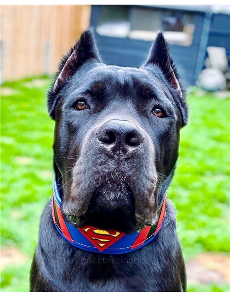 Zgarda Superman, Piele Naturala, M/L/XL, pentru Cane Corso, Labrador, Amstaff etc