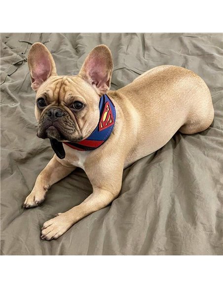 Zgarda Superman, Piele Naturala, M/L/XL, pentru Cane Corso, Labrador, Amstaff etc