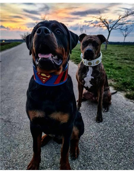 Zgarda Superman, Piele Naturala, M/L/XL, pentru Cane Corso, Labrador, Amstaff etc