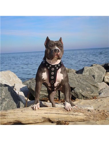 am Bijou, Piele Naturala, M: 50-75 cm, Negru/Rosu, pentru Amstaff, Border Collie, Vizsla, etc