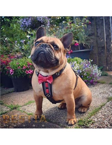 Ham Bowtie-Papion, Piele Naturala, S: 40-73 cm, Negru/Rosu, pentru Pug, Bulldog, Jack Russel, etc