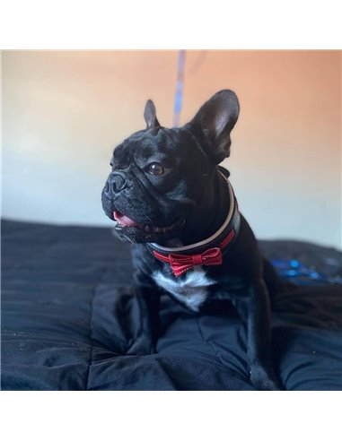 Zgarda Bowtie-Papion, Piele Naturala, S: 35-42.5 cm, Negru/Rosu