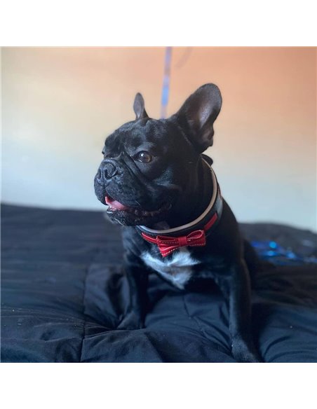 Zgarda Bowtie-Papion, Piele Naturala, S: 35-42.5 cm, Negru/Rosu