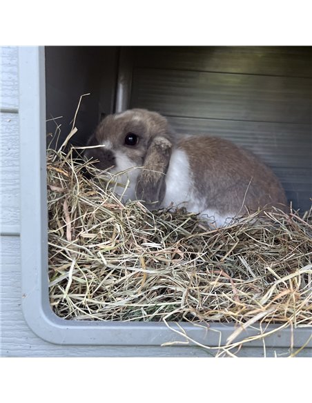 Fan De Papadie Pentru Rozatoare, 500g, L353411