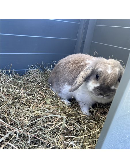 Fan De Papadie Pentru Rozatoare, 500g, L353411