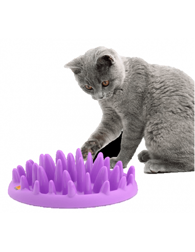 Coa hranitor interactiv catch NGC