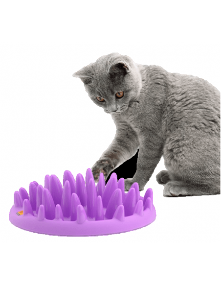 Coa hranitor interactiv catch NGC