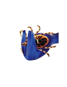 Penseta Pentru Indepartarea Capuselor, 6.5 cm, 2297