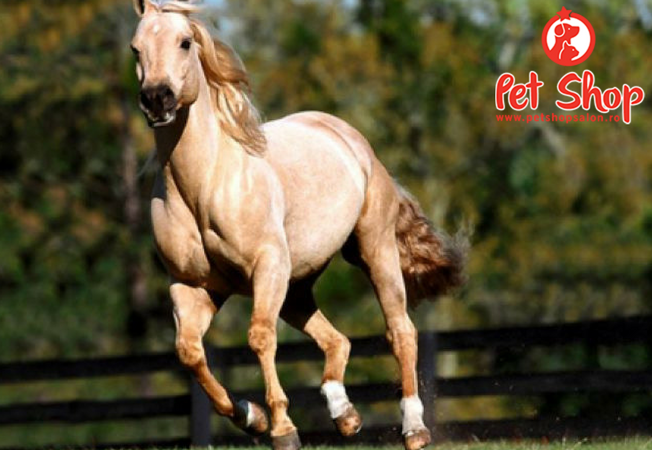 Sfaturi utile privind ingrijirea cailor